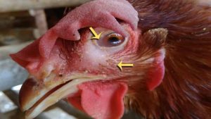 Lợi ích khi sư kê biết cách chữa gà bị đá mù mắt là gì?