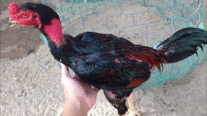Giải thích hiện tượng gà chọi bị mất gân