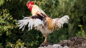 Chia sẻ cách chữa mốc cho gà chọi chi tiết cho các sư kê