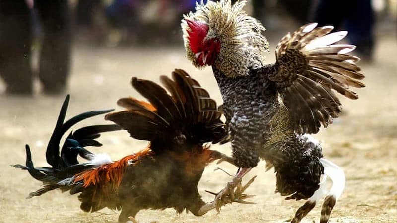 Vì sao tìm hiểu cách nhìn gà biết lối đá lại quan trọng?