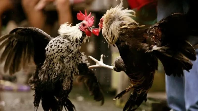 Có những lối đá nào phổ biến ở kê chiến?