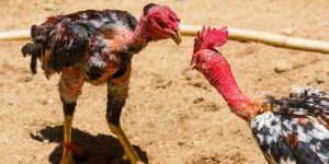 Chế độ dinh dưỡng trong cách nuôi gà đá chân mạnh