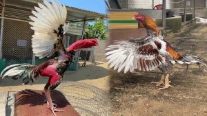 Thành tích của chiến kê có giá 16 tỷ