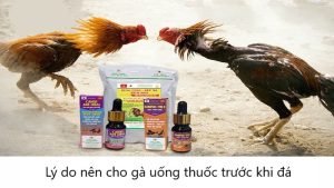 Lý do nên cho gà uống thuốc trước khi đá