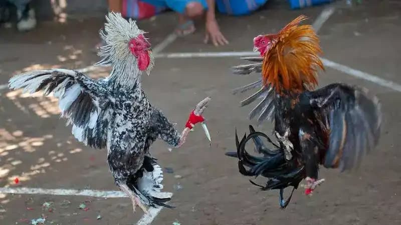 Cựa dao gà đá cong gây ra vết thương rộng