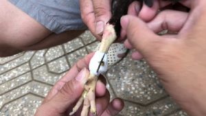 Lý do sử dụng cựa gà trong chọi gà