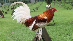 Gà đá Mỹ và gà đá Philippines – đặc điểm nổi bật