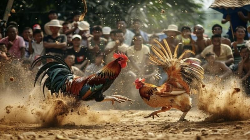 Ưu điểm nổi bật của nhà cái Đá Gà Trực Tiếp
