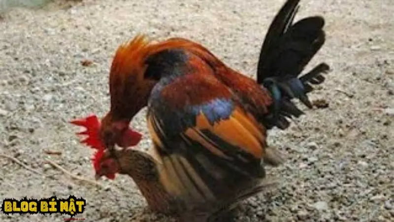 Tổng quan về bản năng sinh sản của gà chọi