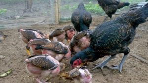 Giới thiệu về gà chọi mái