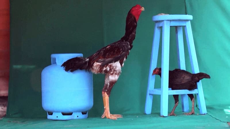 Quy trình chăm sóc gà mái để đạt hiệu quả đẻ tốt