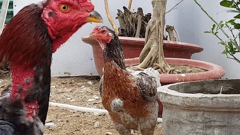 Những lưu ý khi chăm sóc gà chọi mái đẻ