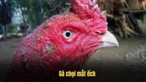 Giới thiệu về gà chọi mắt ếch