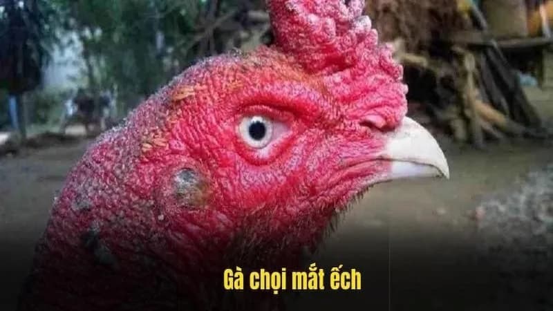 Giới thiệu về gà chọi mắt ếch