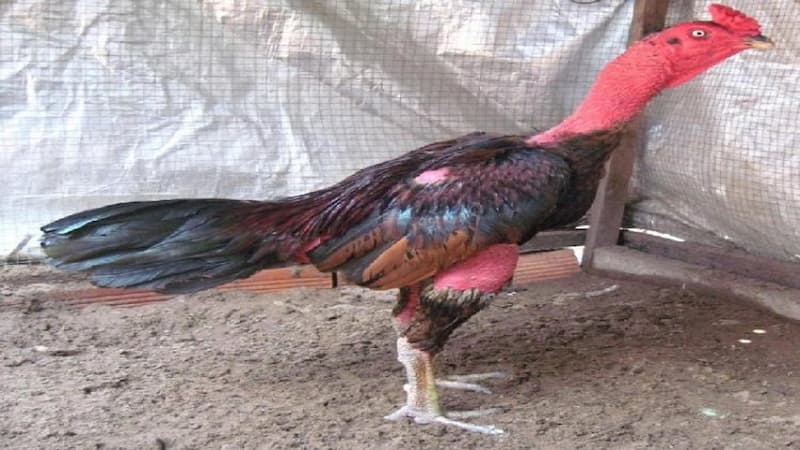 Đặc điểm nổi bật của gà tiêu phong