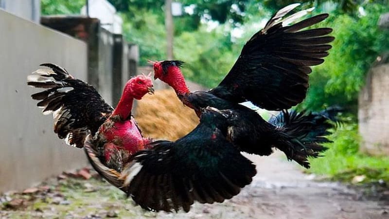 Những lưu ý khi chọn mua Gà Chọi Tiêu Phong