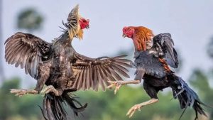Đặc điểm nhận dạng của gà đá hầu kiềng