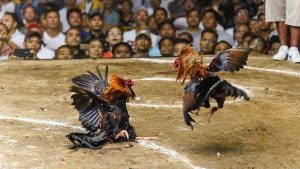 Cách chăm sóc và huấn luyện gà mặt râu để đạt phong độ tốt