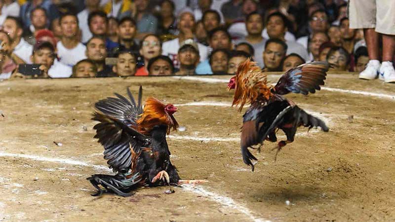 Cách chăm sóc và huấn luyện gà mặt râu để đạt phong độ tốt