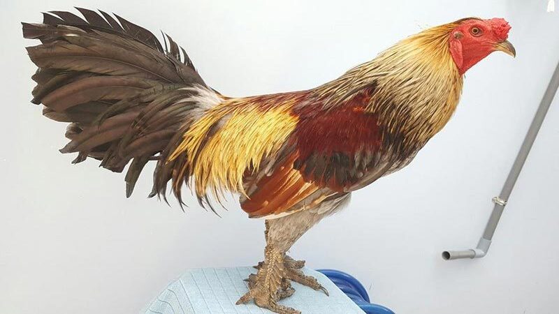 Gà vảy rồng là loại gà gì?