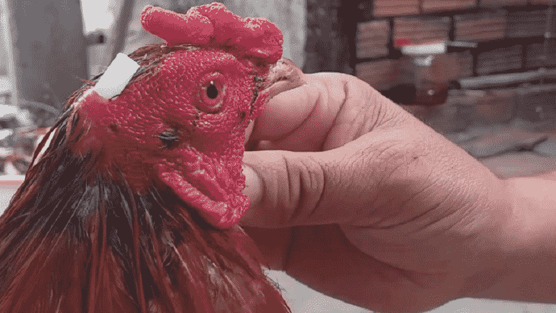 Đặc điểm để nhận dạng gà vảy rồng bao gồm những gì?