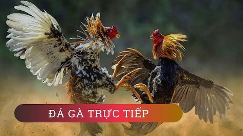 Giới thiệu về web Đá Gà Trực Tiếp