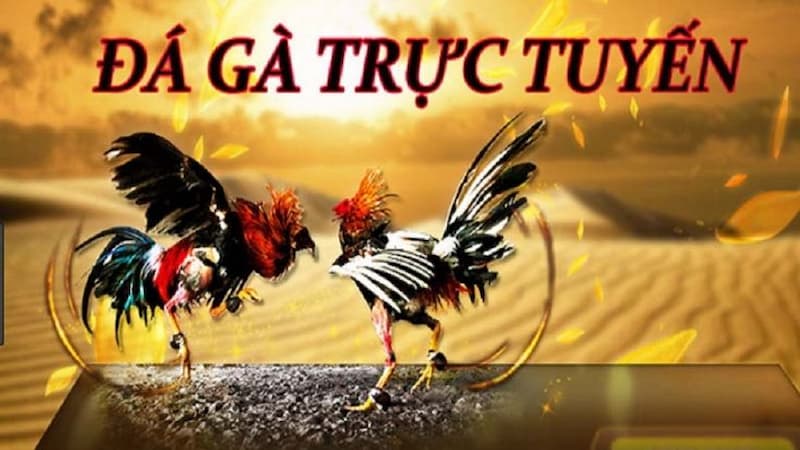 Các câu hỏi thường gặp trên Đà Gà Trực Tiếp