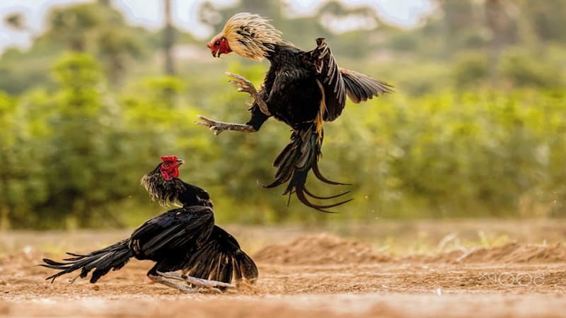 Lịch đá gà được hiểu là thuật ngữ gì?