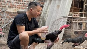 Giới thiệu về nuôi gà chọi