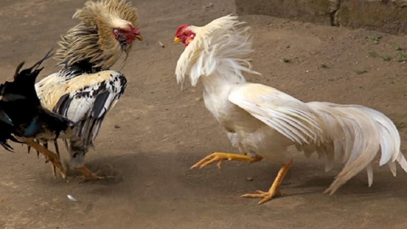Trả lời chi tiết cho câu hỏi nuôi gà chọi có lãi không