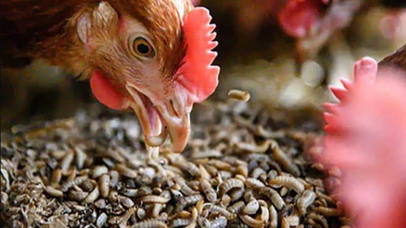 Kết hợp thuốc với chế độ dinh dưỡng hợp lý