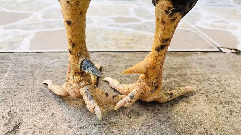 Xem cựa gà đá là gì? Tại sao quan trọng?