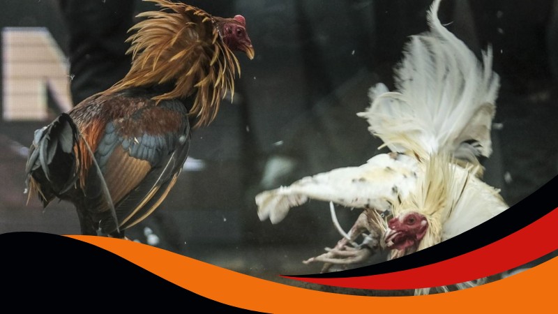 Bí quyết xem cựa gà đá để chọn chiến kê mạnh